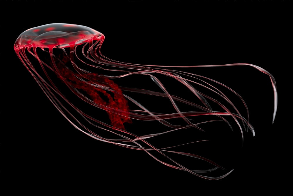 A bioluminescent red jellyfish Canvas Art - Corey FordStocktrek Images (35 x 23)