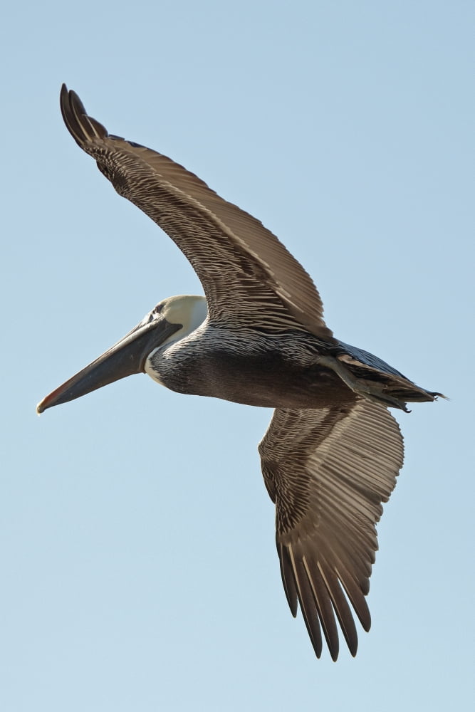 A bird in flightGulf shores alabama united states of america Canvas Art - Jim Julien Design Pics (24 x 38)