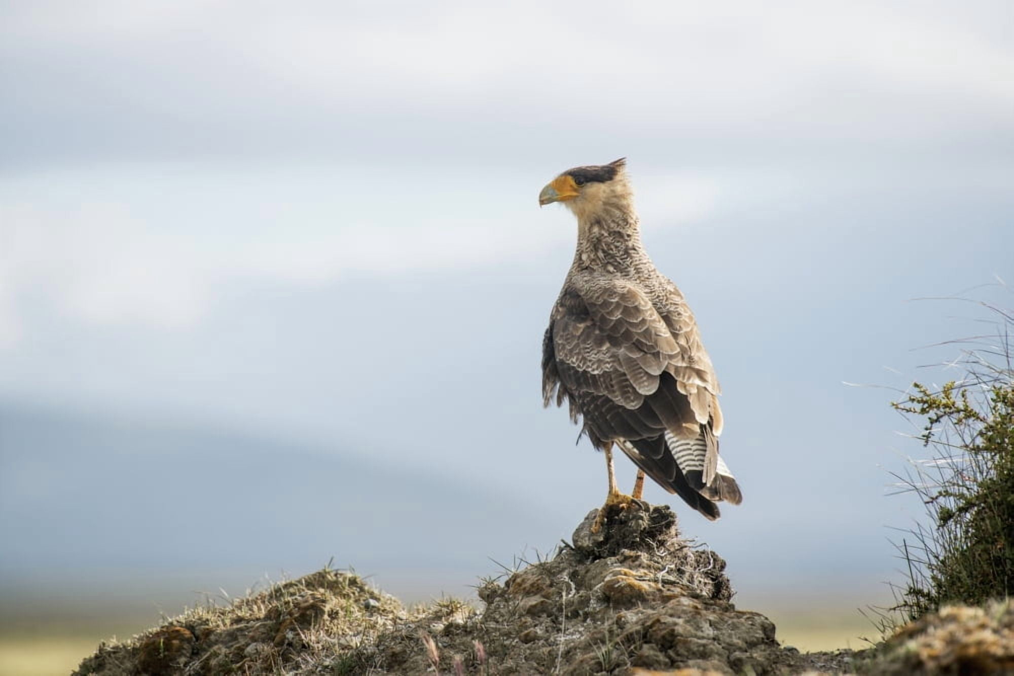 A bird perched on a rock Punta Arenas Magallanes Chile Canvas Art - Remsberg Inc Design Pics (36 x 24)