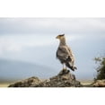 thumbnail image 1 of A bird perched on a rock; Punta Arenas, Magallanes, Chile Poster Print (18 x 12), 1 of 2