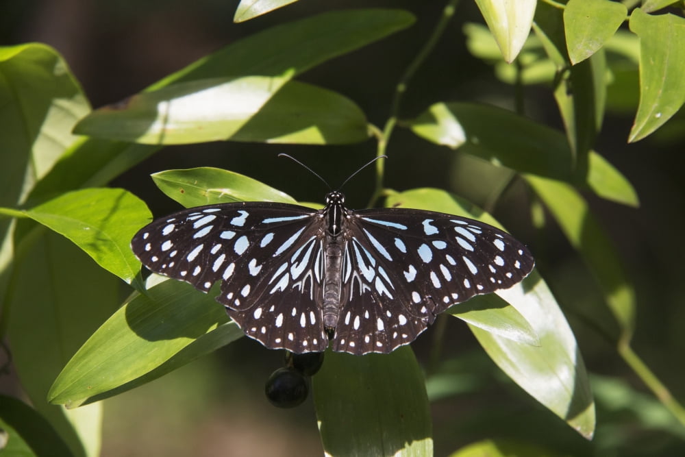 A black and blue butterfly resting on a leaf Queensland Australia Canvas Art - John Short Design Pics (19 x 12)