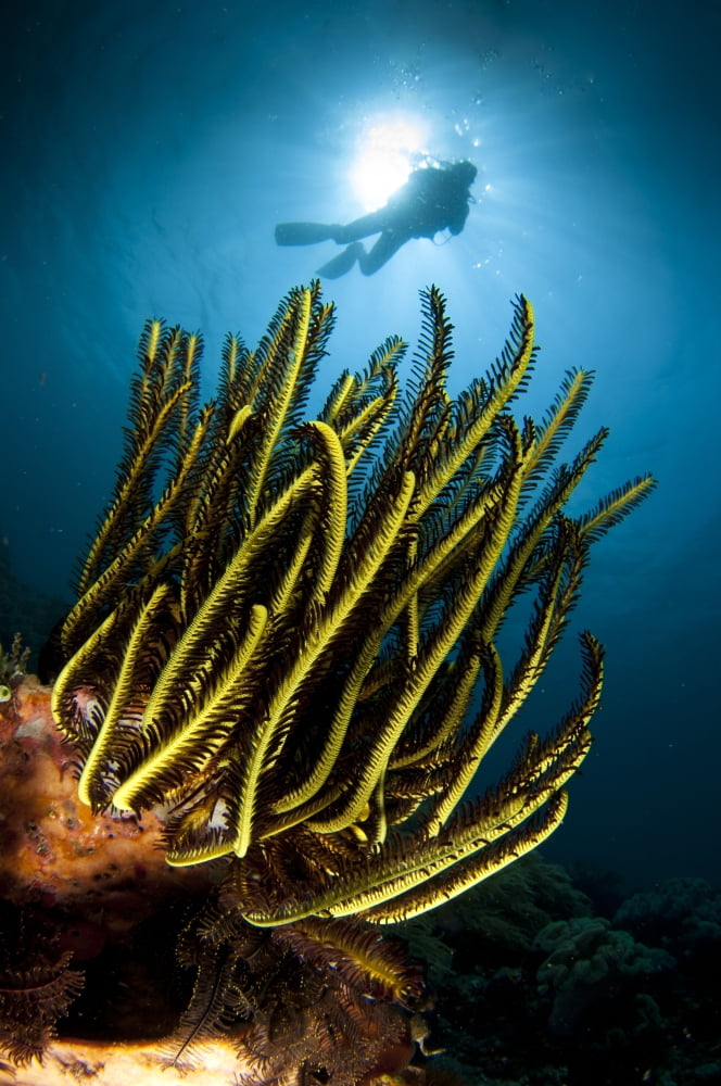 A black and yellow Crinoid with diver and sunburst in background Canvas Art - Steve JonesStocktrek Images (12 x 18)