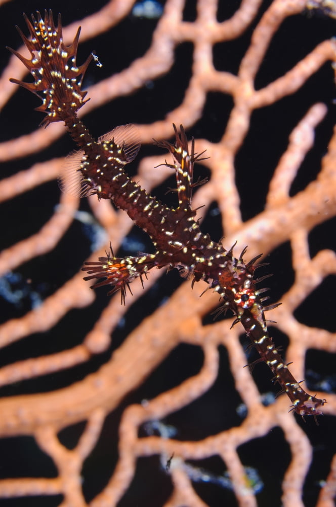A black and yellow ornate ghost pipefish against coral Canvas Art - Steve JonesStocktrek Images (12 x 18)