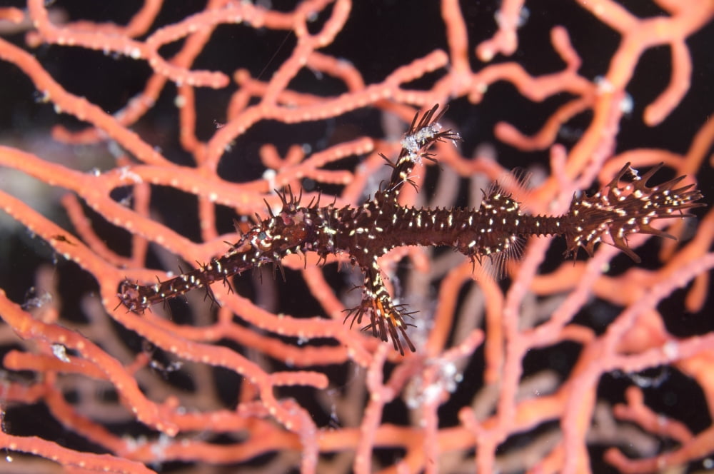 A black and yellow ornate ghost pipefish against coral Canvas Art - Steve JonesStocktrek Images (35 x 23)