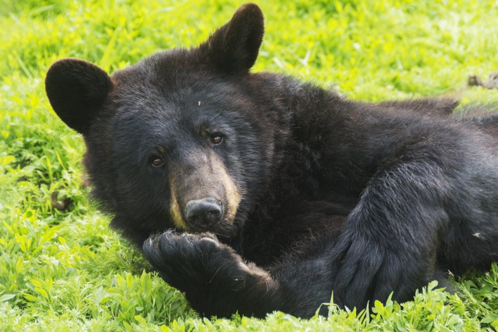 A black bear rolls around in the lush green grass Canvas Art - Cathy Hart Design Pics (38 x 24)