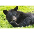 thumbnail image 1 of A black bear rolls around in the lush green grass Poster Print (38 x 24), 1 of 1