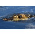thumbnail image 1 of A black caiman lurks in the water  Brazil Poster Print by VWPics/Stocktrek Images, 1 of 2