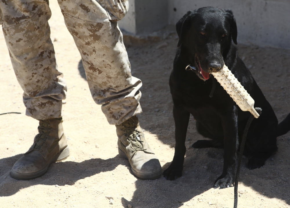 A black labrador sits with a chew toy next to his handler Canvas Art - Stocktrek Images (33 x 24)