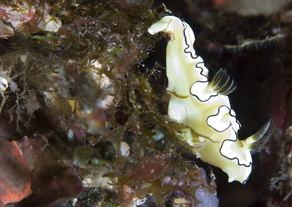 A black-margined glossodoris nudibranch Canvas Art - Steve JonesStocktrek Images (34 x 24)