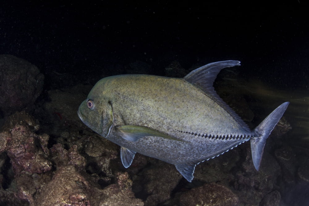 A black trevally swims over the seafloor near Cocos Island Costa Rica Canvas Art - Ethan DanielsStocktrek Images (34 x 23)