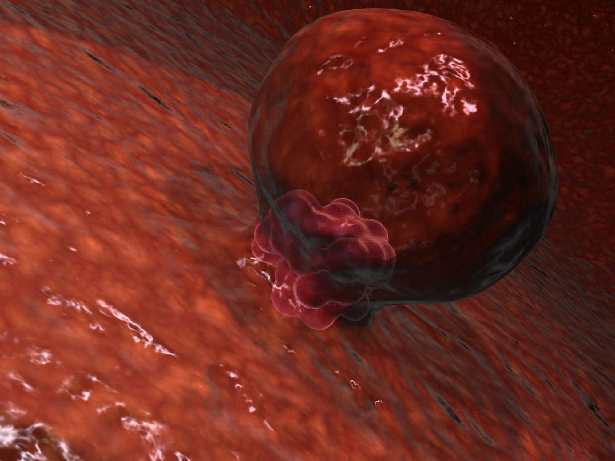A blastocyst begins implanting in the wall of the uterus Canvas Art - Stocktrek Images (17 x 13)
