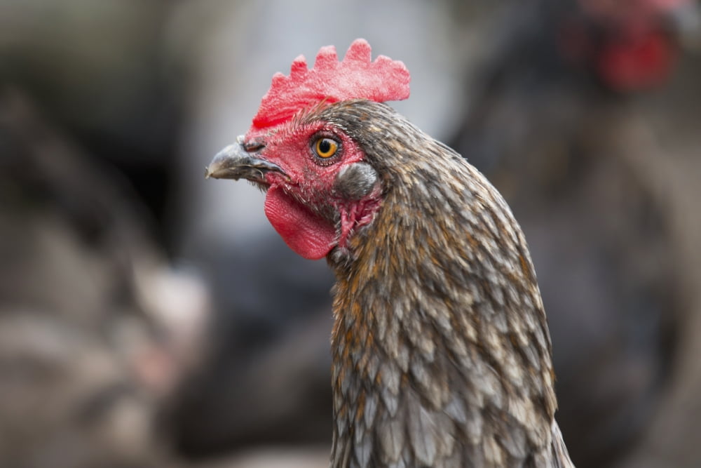 A blue americauna hen at a farm Palmer Alaska United States of America Canvas Art - Glenda Christina  Design Pics (19 x 12)