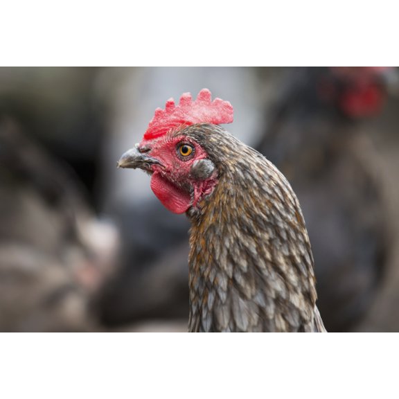 A blue americauna hen at a farm Palmer Alaska United States of America Canvas Art - Glenda Christina Design Pics (38 x 24)