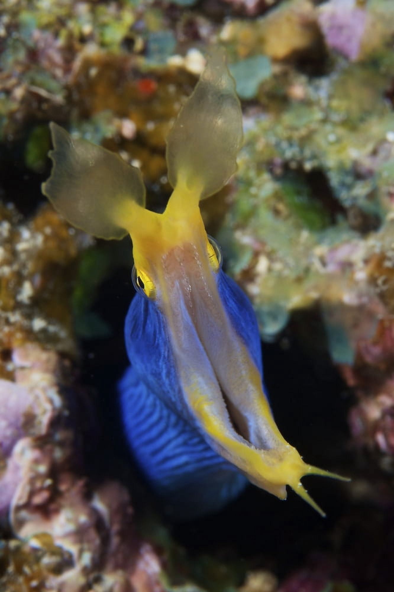 A blue ribbon eel displays its open mouth to the photographer Fiji Canvas Art - Terry MooreStocktrek Images (12 x 18)