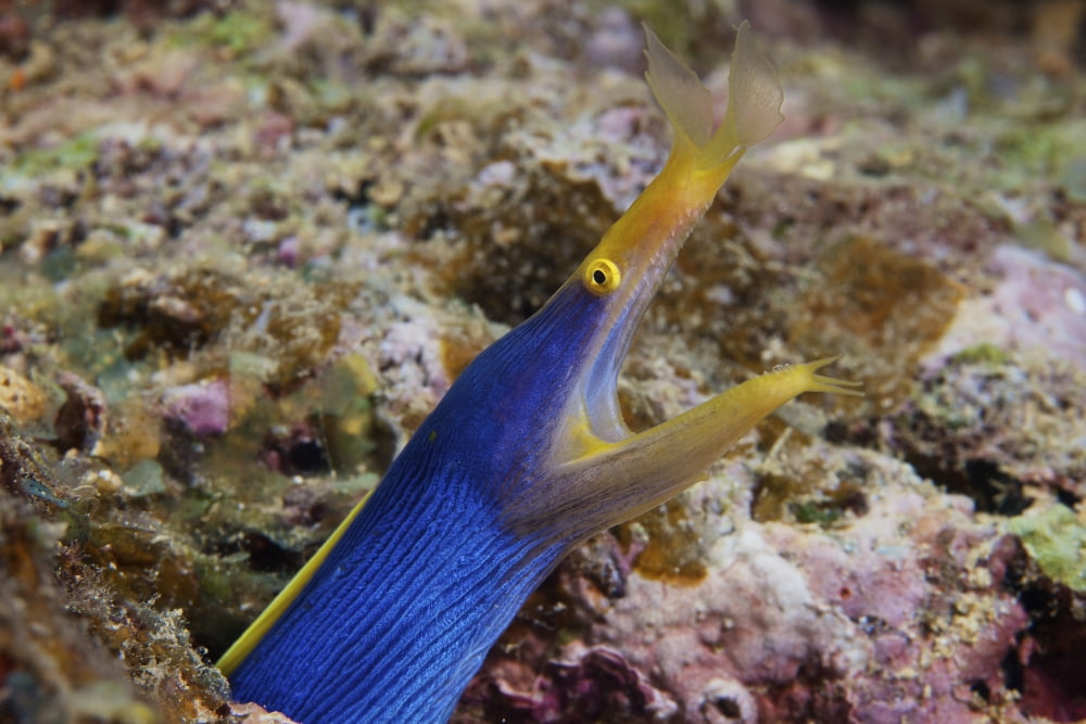 A blue ribbon eel displays its open mouth to the photographer Fiji Canvas Art - Terry MooreStocktrek Images (18 x 12)