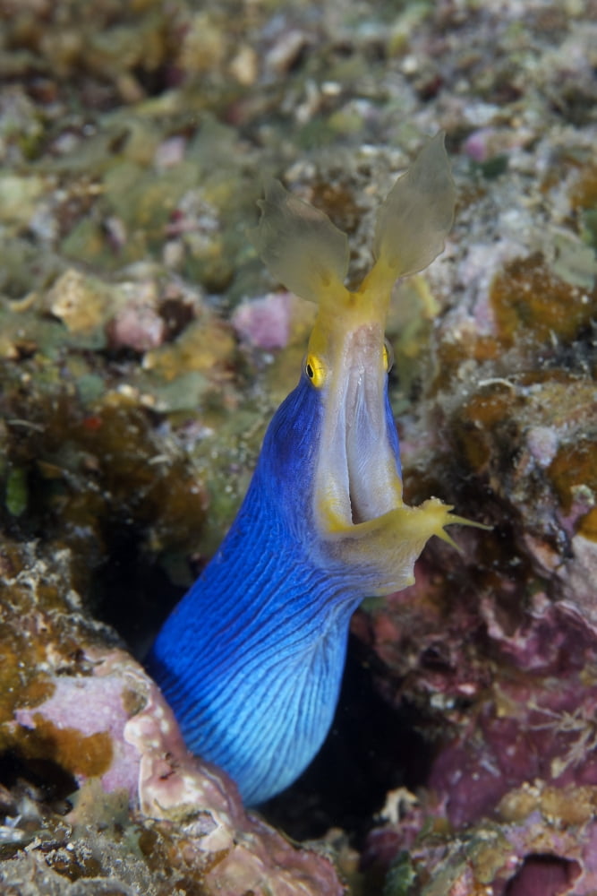 A blue ribbon eel displays its open mouth to the photographer Fiji Canvas Art - Terry MooreStocktrek Images (23 x 35)