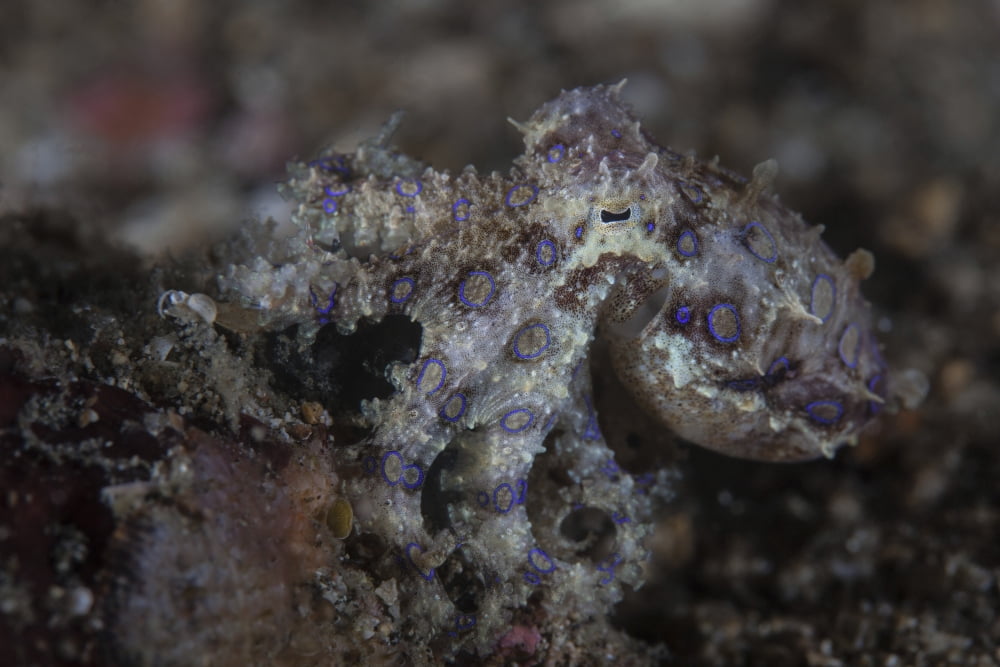 A blue-ringed octopus lings to the seafloor in Lembeh Strait Indonesia Canvas Art - Ethan DanielsStocktrek Images (17 x 12)