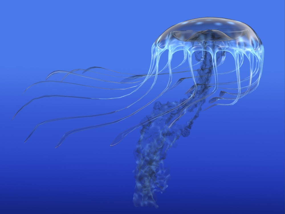 A blue spotted jellyfish illustration Canvas Art - Corey FordStocktrek Images (33 x 25)