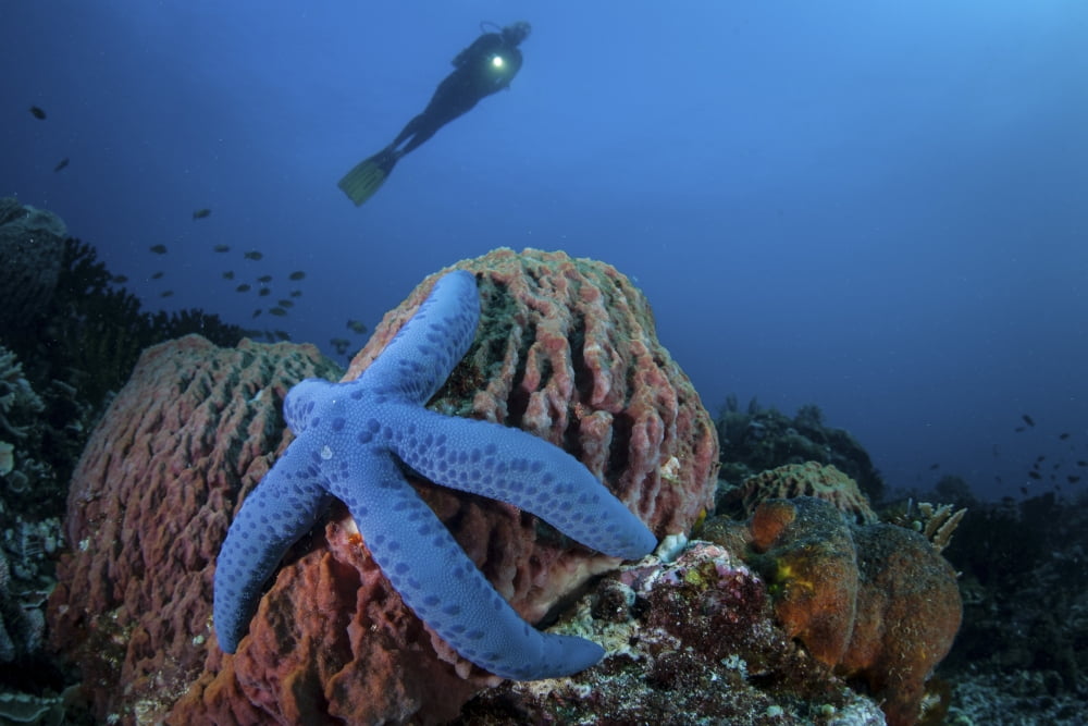 A blue starfish clings to a barrel sponge in Indonesia Canvas Art - Ethan DanielsStocktrek Images (34 x 23)
