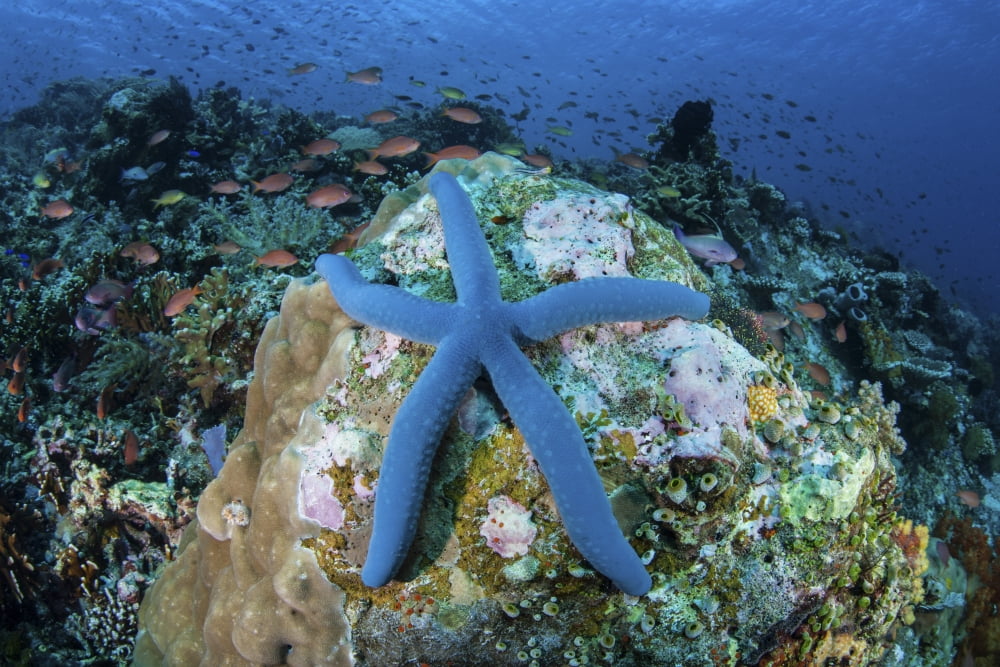 A blue starfish clings to a coral reef in Indonesia Canvas Art - Ethan DanielsStocktrek Images (17 x 12)