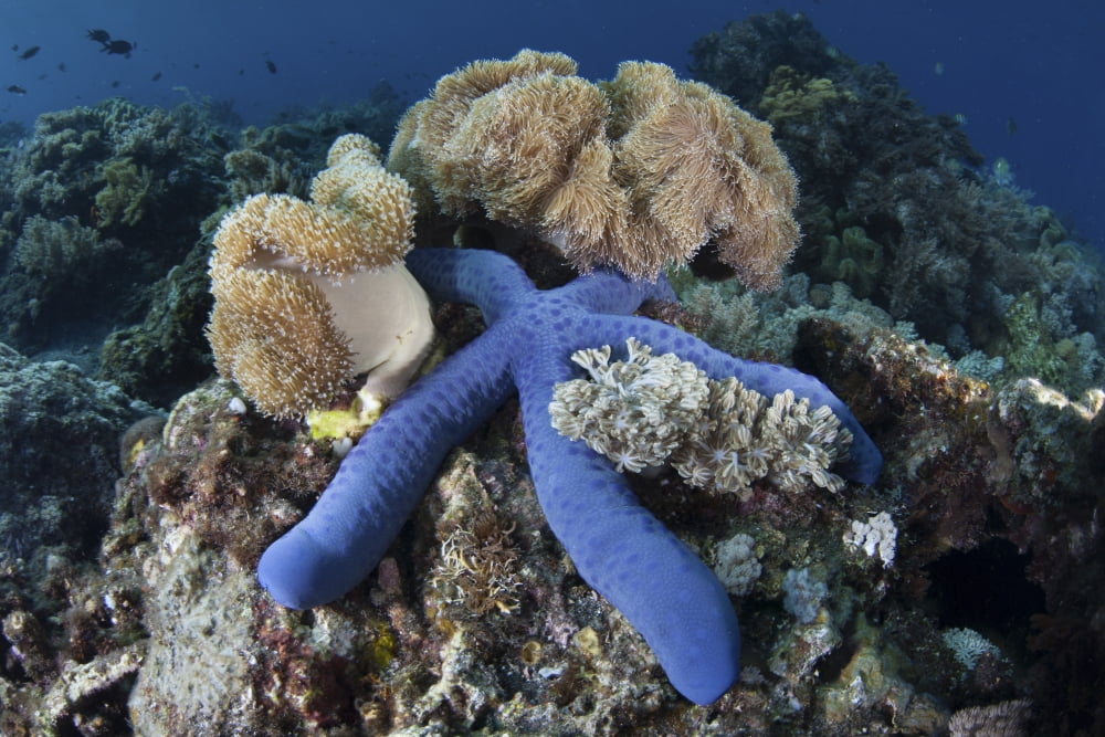 A blue starfish clings to a coral reef in Indonesia Canvas Art - Ethan DanielsStocktrek Images (34 x 23)