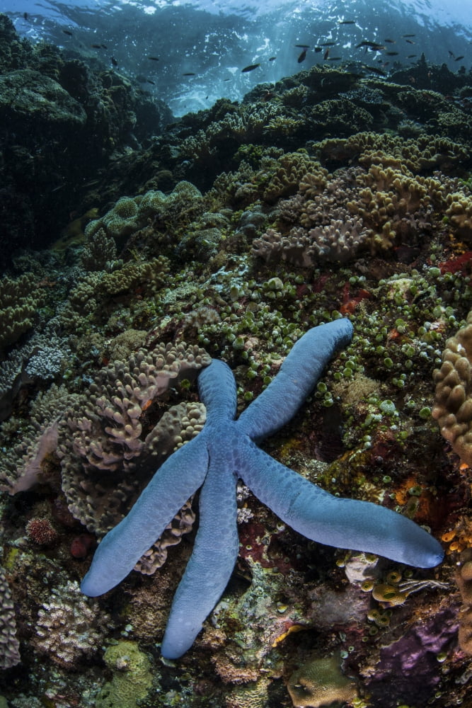 A blue starfish clings to a reef in Komodo National Park Indonesia Canvas Art - Ethan DanielsStocktrek Images (12 x 17)