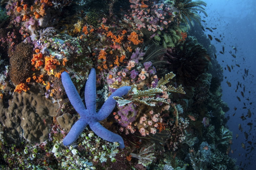 A blue starfish clings to a reef in Komodo National Park Indonesia Canvas Art - Ethan DanielsStocktrek Images (17 x 12)