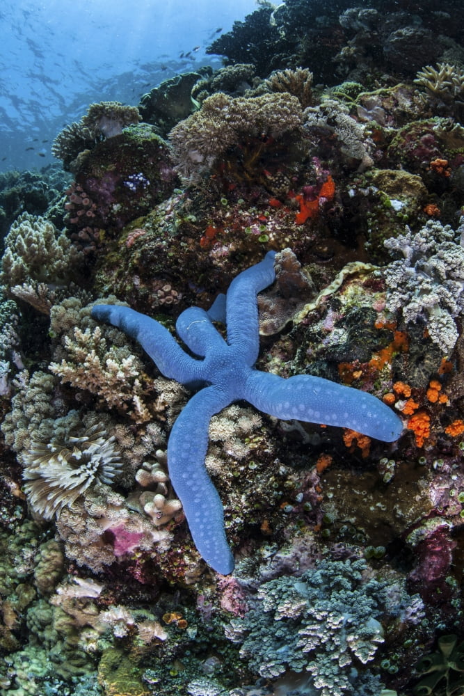 A blue starfish clings to a reef in Komodo National Park Indonesia Canvas Art - Ethan DanielsStocktrek Images (23 x 34)