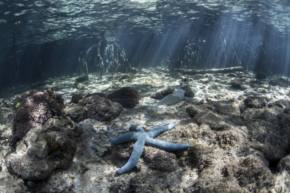 A blue starfish lies on the seafloor near a mangrove forest Canvas Art - Ethan DanielsStocktrek Images (34 x 23)