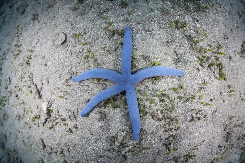 A blue starfish on the sandy seafloor near Alor Indonesia Canvas Art - Ethan DanielsStocktrek Images (35 x 24)
