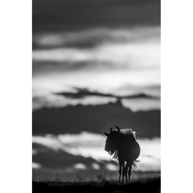A blue wildebeest (Connochaetes taurinus) on the horizon is silhouetted