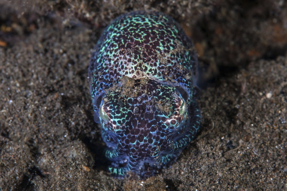 A bobtail squid emerges from the sandy seafloor Canvas Art - Ethan DanielsStocktrek Images (17 x 12)