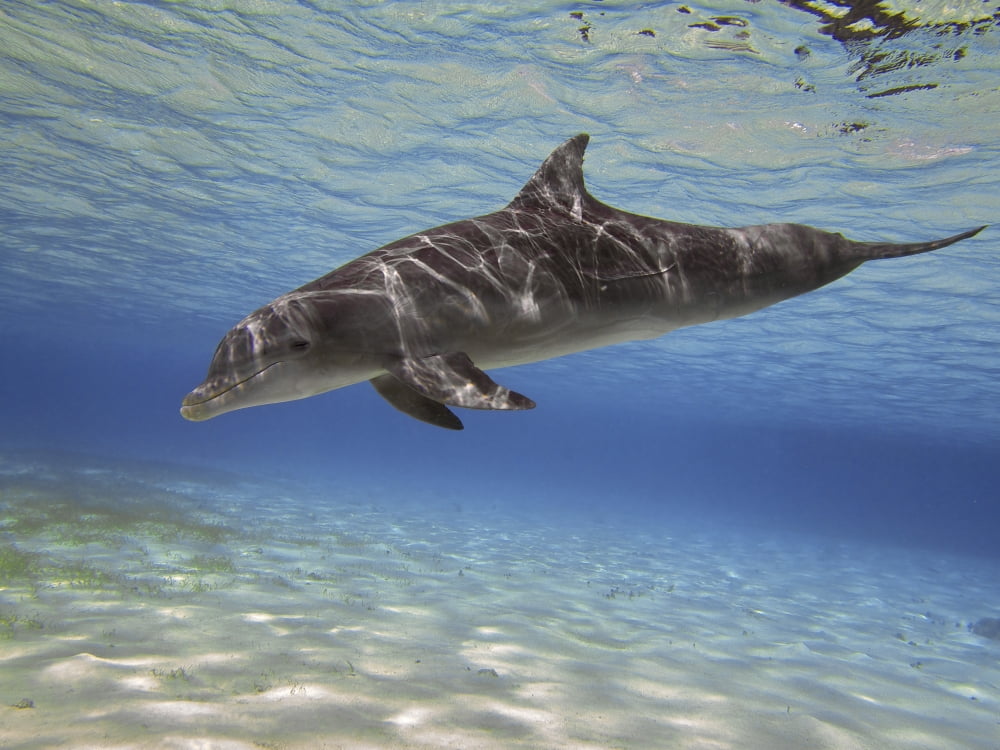 A bottlenose dolphin swimming the Barrier Reef Grand Cayman Canvas Art - Amanda NichollsStocktrek Images (32 x 24)