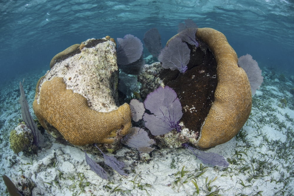 A brain coral and gorgonians grow off Turneffe Atoll in Belize Canvas Art - Ethan DanielsStocktrek Images (17 x 12)