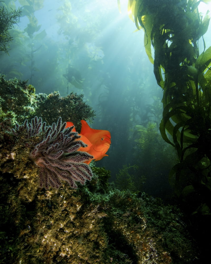 A bright garibaldi near a sea fan with streaming sunrays Canvas Art - Brent BarnesStocktrek Images (13 x 16)