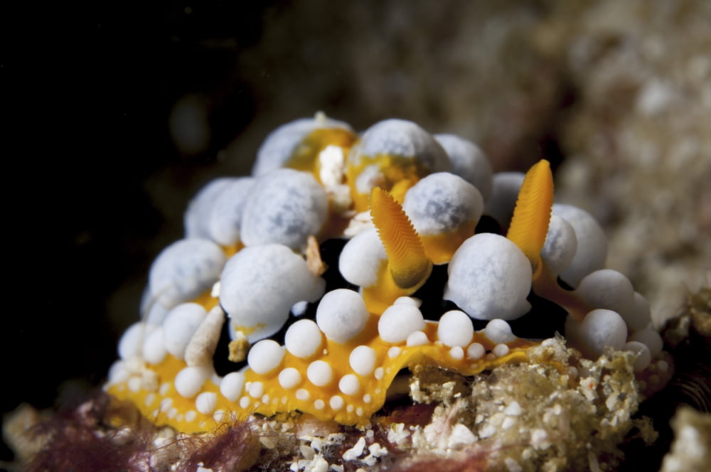 A bright orange and white Phyllidia varicosa nudibranch Canvas Art - Steve JonesStocktrek Images (34 x 23)