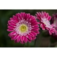 thumbnail image 1 of A bright pink Gerbera daisy produces showy blossoms; Astoria Oregon United States of America by Robert L. Potts / Design Pics, 1 of 3