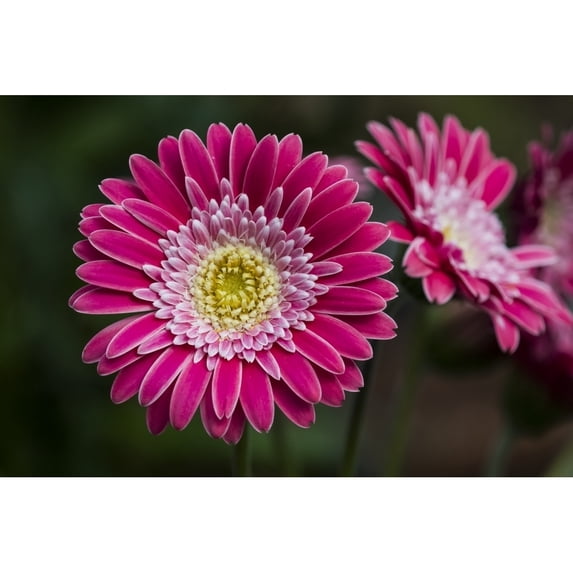 A bright pink Gerbera daisy produces showy blossoms; Astoria Oregon United States of America by Robert L. Potts / Design Pics