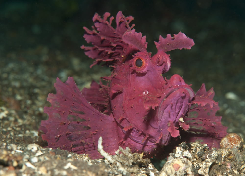 A bright pinkpurple paddle-flap scorpionfish on volcanic sand Bali Canvas Art - Steve JonesStocktrek Images (17 x 12)