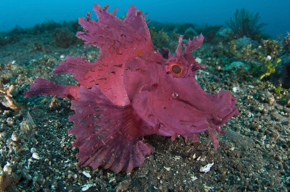 A bright pinkpurple paddle-flap scorpionfish on volcanic sand Bali Canvas Art - Steve JonesStocktrek Images (35 x 23)
