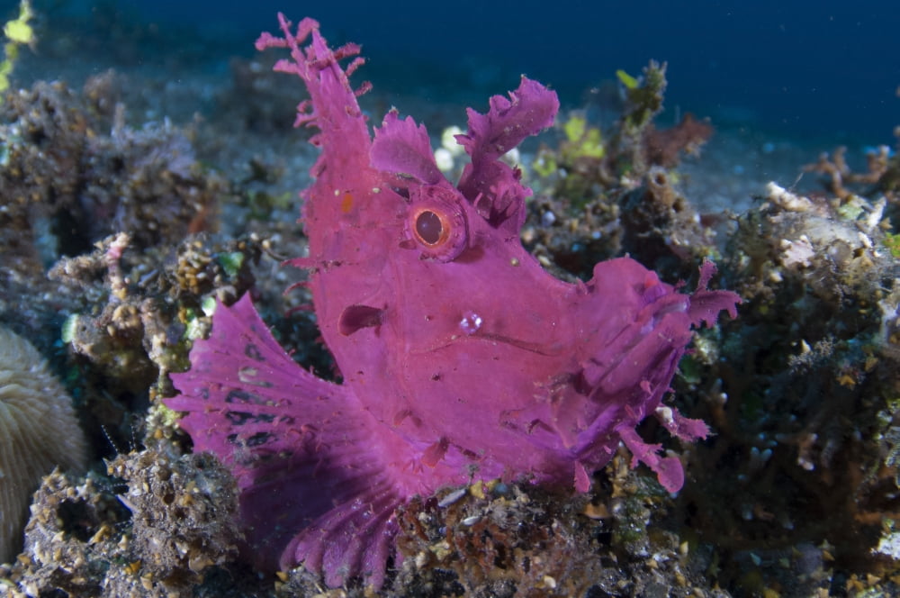 A bright pinkpurple paddle-flap scorpionfish on volcanic sand Bali Canvas Art - Steve JonesStocktrek Images (35 x 23)