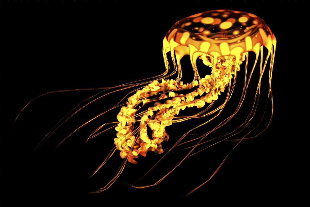 A brightly colored bioluminescent jellyfish Canvas Art - Corey FordStocktrek Images (18 x 12)
