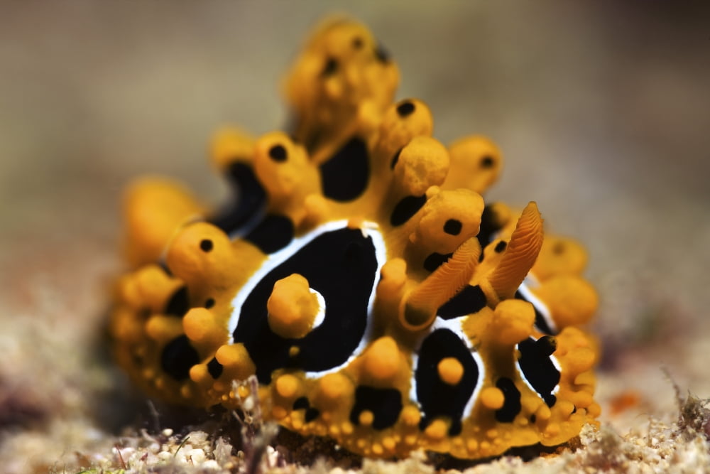 A brightly colored nudibranch feeds on algae Fiji Canvas Art - Terry MooreStocktrek Images (35 x 23)