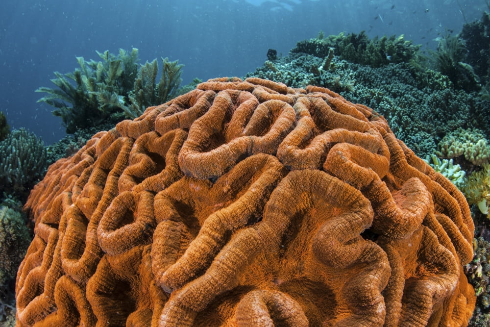 A brilliantly colored coral colony grows on a healthy reef Canvas Art - Ethan DanielsStocktrek Images (17 x 12)