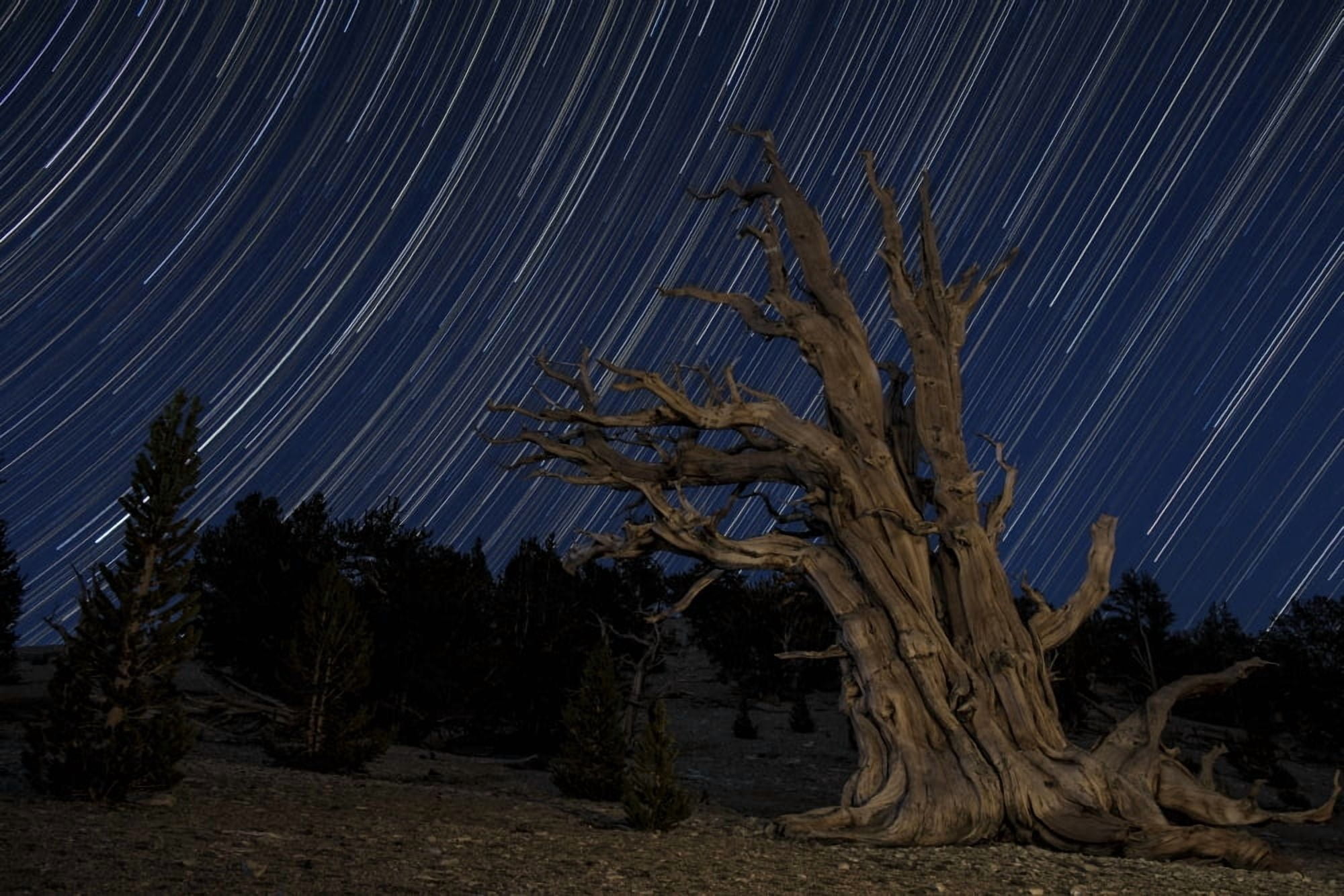 A bristlecone pine tree sits against a path of star tails California Canvas Art - Dan BarrStocktrek Images (35 x 23)