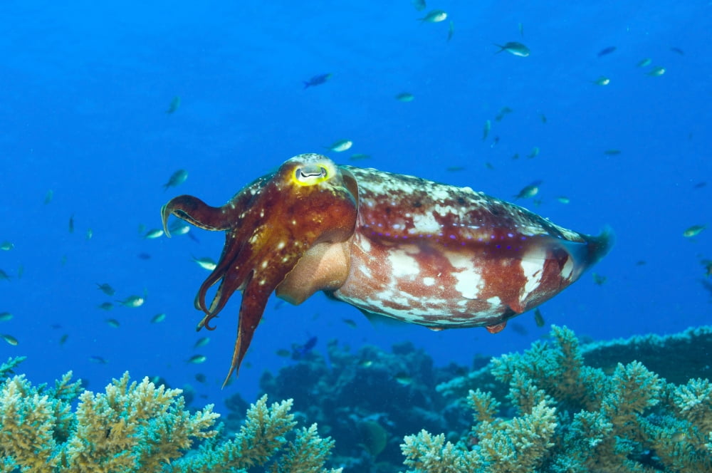 A broadclub cuttlefish Kimbe Bay Papua New Guinea Canvas Art - Steve JonesStocktrek Images (18 x 12)