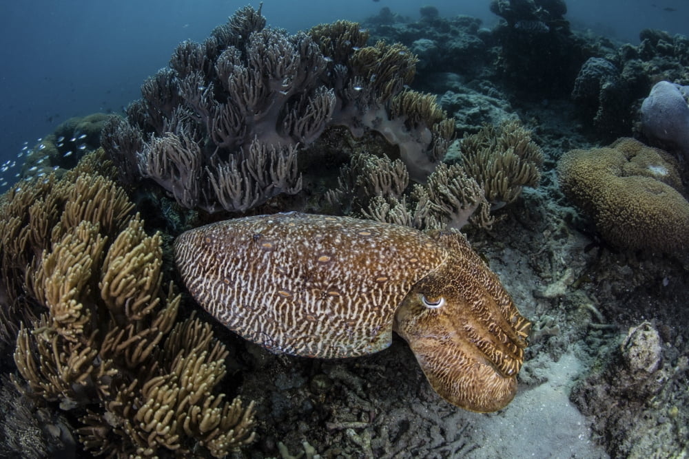 A broadclub cuttlefish swims above a diverse reef in Indonesia Canvas Art - Ethan DanielsStocktrek Images (17 x 12)