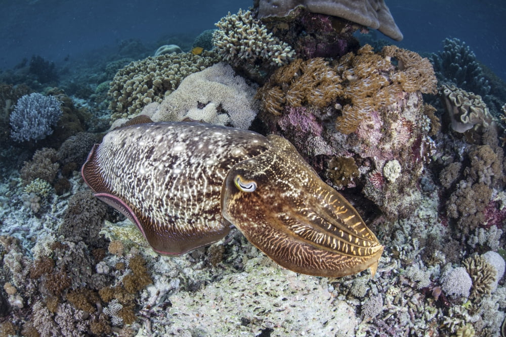 A broadclub cuttlefish swims above a diverse reef in Indonesia Canvas Art - Ethan DanielsStocktrek Images (17 x 12)