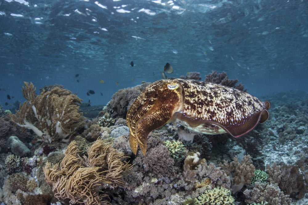 A broadclub cuttlefish swims above a diverse reef in Indonesia Canvas Art - Ethan DanielsStocktrek Images (34 x 23)