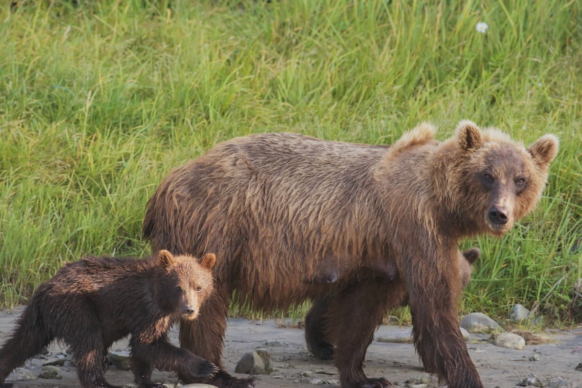 A brown bear (ursus arctos) walking with its cubAlaska united states of america Canvas Art - Lorraine Logan Design Pics (38 x 24)
